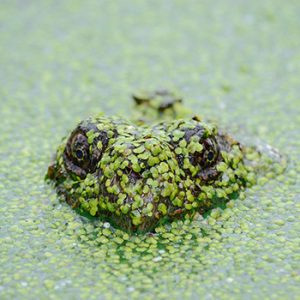 A frog covered in moss