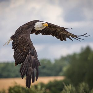 A flying Eagle