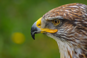 A profile of an eagle