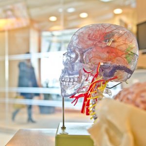 clear plastic skull with colored organs for anatomy class suspended on a metal holder on a lab table